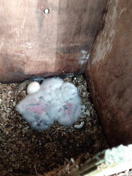 1_Tawny-Owl-chicks-18-04-23-John-Edwards