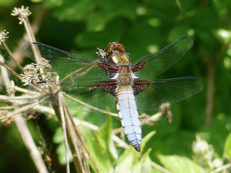 Broad-bodied-Chaser-06-06-23-Ian-Hodgson