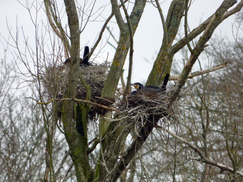 Cormorant-nests-21-03-23-Bob-Johnson