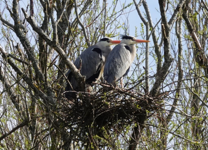 Heron-nest-11-04-23-Brian-Mead
