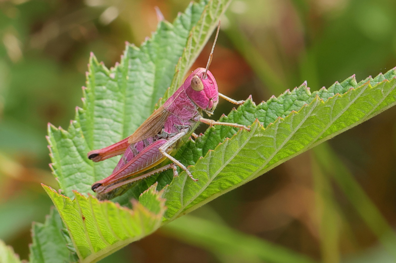 Pink-Grasshopper-18-07-23-Richard-Allan
