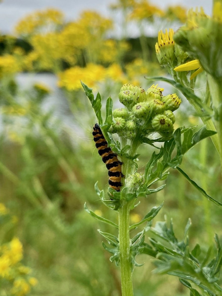 Cinnabar Moth Caterpillar -- Ian Hodgson