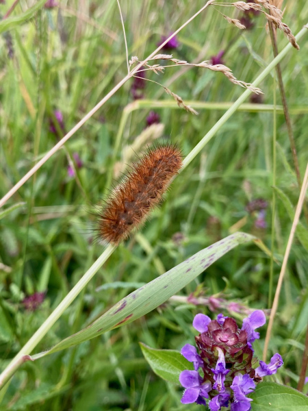 Ruby Tiger Moth Caterpillar -- Ian Hodgson
