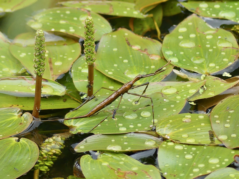 Water Stick Insect -- Ian Hodgson