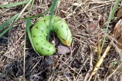 Convolvulus Hawk Moth Caterpillar -- John Edwards