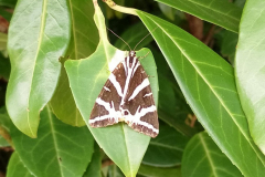 Jersey Tiger Moth -- John Edwards