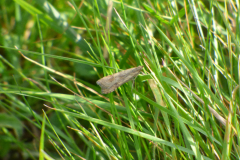 Rush Veneer micro moth -- Bob Johnson