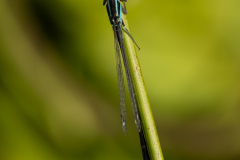 Blue tailed Damselfly -- Richard Allan