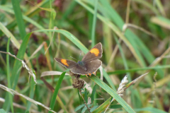 Brown Hairstreak -- Bob Johnson