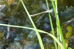 Emerald damselfly -- Alastair Gray