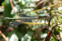 Emerald damselfly -- Mike Funnell