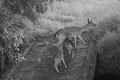 Fallow Deer with 2 young