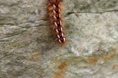 Knot Grass Moth Caterpillar -- John Edwards
