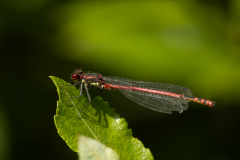 Large Red Damselfly -- Mike Funnell