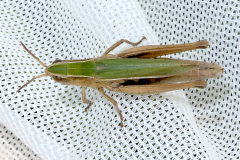 Lessser Marsh Grasshopper -- Mike Funnell