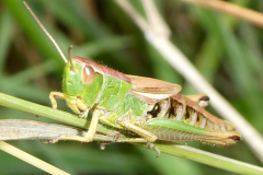Meadow Grasshopper -- Mike Funnell
