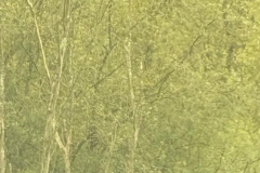 Osprey -- Alastair Gray