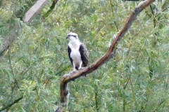 Osprey -- Alastair Gray