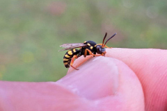 Red Barista Bee -- Mark Mallalieu