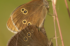 Ringlet -- Mike Funnell