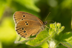 Ringlet -- Mike Funnell