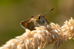 Small Skipper mite -- Mike Funnell