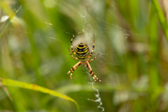 Wasp Spider -- Richard Allan