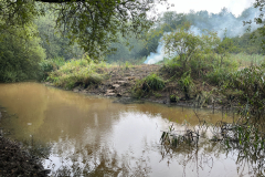 Whillets reed bed Island -- Bob Johnson