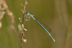 White legged Damselfly -- Richard Allan