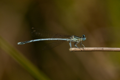 White legged Damselfly -- Mike Funnell
