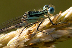 White legged Damselfly -- Mike Funnell