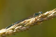 White legged Damselfly -- Mike Funnell