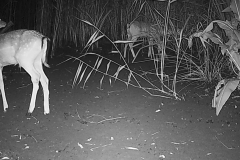 immature Fallow Deers (M &amp; F)