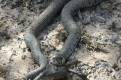 1_A-Gray-Grass-snake