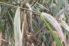 AG-Reed-Warbler