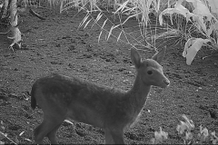 Another-Young-Fallow-Deer_IMG_0143