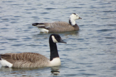 Bar-Headed-Barnacle-Goose-hybrid-Bob-Johnson