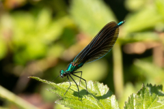 Beautiful-Demoiselle-2025-May-13-2