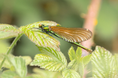 Beautiful-Demoiselle-2025-May-13
