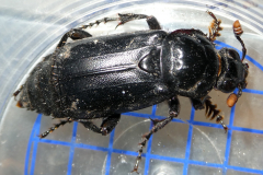 Black-Sexton-Beetle