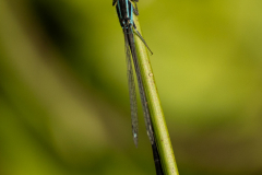 Blue-tailed-Damselfly-2025-Aug-3