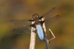 Broad-bodied-Chaser-2025-May-13