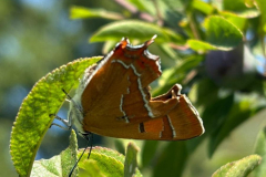 Brown-Hairstreak