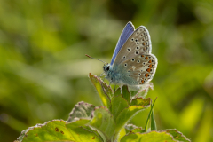 Common-Blue-2025-May-13