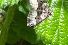 Common-Carpet-Moth_IMG_E3595