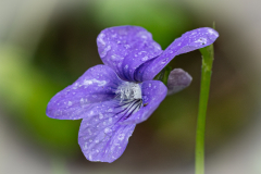 Common-Dog-Violet-2025-Apr-15-2