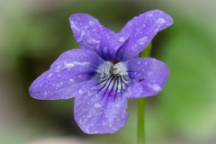 Common-Dog-Violet-2025-Apr-15-3