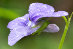 Common-Dog-Violet-2025-Apr-15