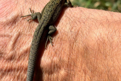 Common-Lizard-AG