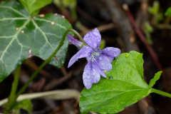 Early-Dog-Violet-2025-Apr-15-1